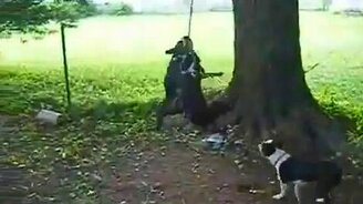 Три собаки, одна верёвка - смотреть видео (1:00)