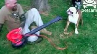 Бульдог и садовый пылесос - смотреть видео (0:23)