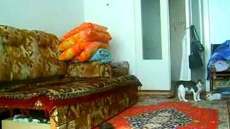 Котёнок и кролик резвятся - смотреть видео (0:52)