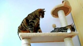 Кошки играются - смотреть видео (2:58)