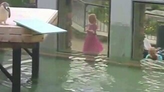 Пингвин прыгает с трамплина - смотреть видео (0:24)