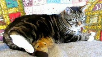 Цыплёнок спит с кошкой - смотреть видео (1:14)