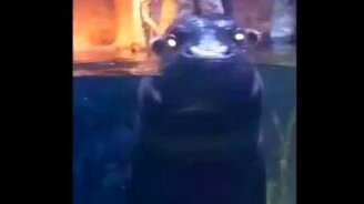 Демонический бегемотик - смотреть видео (0:44)