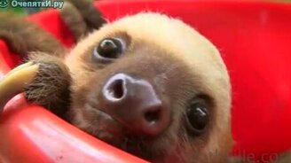 Тазик с ленивцами - смотреть видео (1:07)