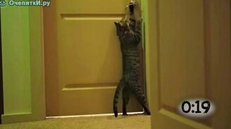 Кошки открывают двери - смотреть видео (1:11)