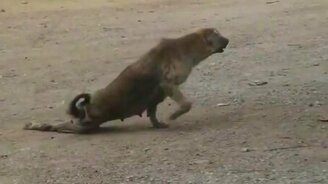 Нога зачесалась - смотреть видео (0:30)