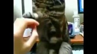 Кошка, которой надоела ласка - смотреть видео (0:30)