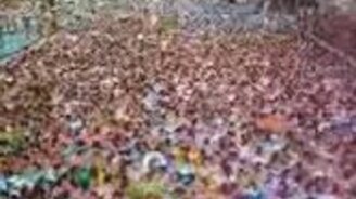 Японский аквапарк - смотреть видео (1:41)