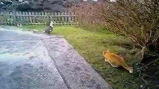 Охота пошла не так - смотреть видео (0:17)