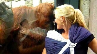 Орангутан и новорожденный - смотреть видео (0:20)