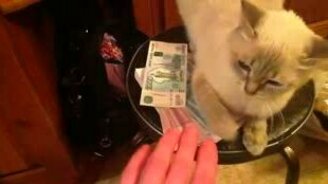 Кот-банкир - смотреть видео (0:23)