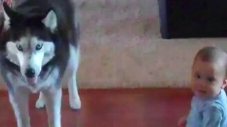 Хаски и малыш беседуют - смотреть видео (2:45)