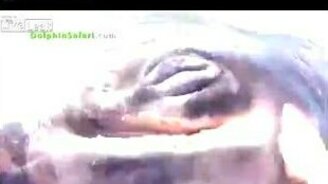 Дружелюбный китёнок - смотреть видео (2:36)