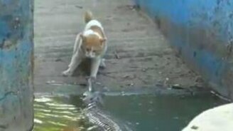 Кот против крокодила - смотреть видео (1:01)