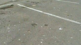 Чайки против уток - смотреть видео (1:41)