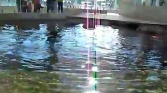 Морской лев кричит как человек - смотреть видео (0:33)