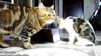 Котята резвятся с коробкой - смотреть видео (1:18)