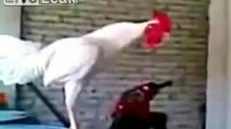 Смеющийся петух - смотреть видео (0:46)