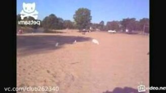 Испугал птичку из песка - смотреть видео (0:21)