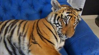 Домашний хищник - смотреть видео (1:03)