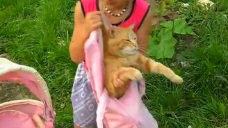 Кот и соска - смотреть видео (1:17)