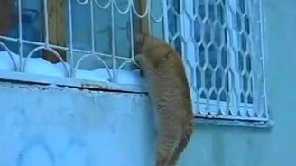 Котяра влюбился - смотреть видео (0:41)