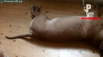 Умный собачий хвост - смотреть видео (1:47)