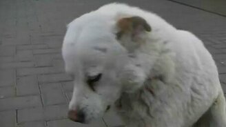 Сверхдобрая собака - смотреть видео (3:38)