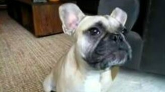 Хозяйка учит псину говорить - смотреть видео (2:05)