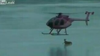 Вертолёт спас оленя - смотреть видео (2:44)