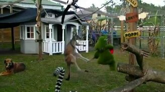 Кенгуру учится боксировать - смотреть видео (1:24)