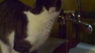 Кот водопроводчик - смотреть видео (1:19)