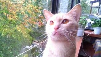 Кот предсказатель - смотреть видео (1:55)