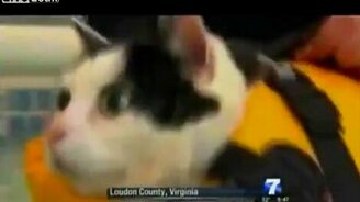 Водоплавающий котяра - смотреть видео (0:34)