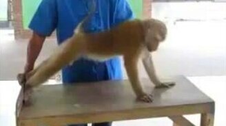 Спортивная обезьянка - смотреть видео (1:06)