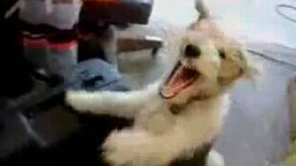 Собака против гелия - смотреть видео (1:57)