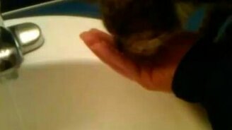 Кот жаждет воды - смотреть видео (0:41)