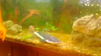 Ласковый сом Гоша - смотреть видео (1:35)