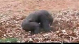 Горилла в осенних листьях - смотреть видео (0:48)