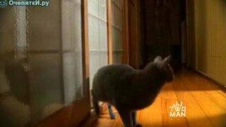 Ох уж эти кошки! - смотреть видео (2:49)