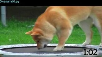 Зверушки против батута - смотреть видео (1:11)