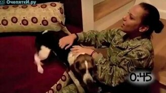 Собаки встречают своих хозяев - смотреть видео (1:10)