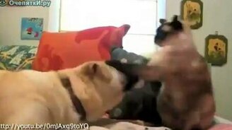Воинственные кошки против мирных собак - смотреть видео (1:35)