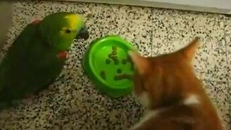 Попугай против кошки - смотреть видео (0:36)