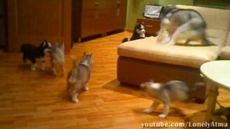 Смешные приколы с животными - смотреть видео (2:13)