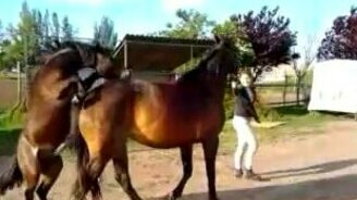 Пони хочет лошадь - смотреть видео (0:45)