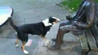 Собака и памятник - смотреть видео (0:43)