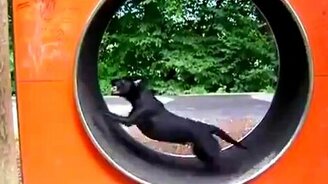 Собака-хомяк - смотреть видео (0:48)