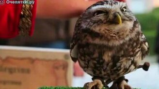 Забавные совушки - смотреть видео (1:29)