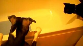 Кошак, иди искупайся! - смотреть видео (0:41)